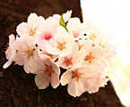 画像: 桜花祭